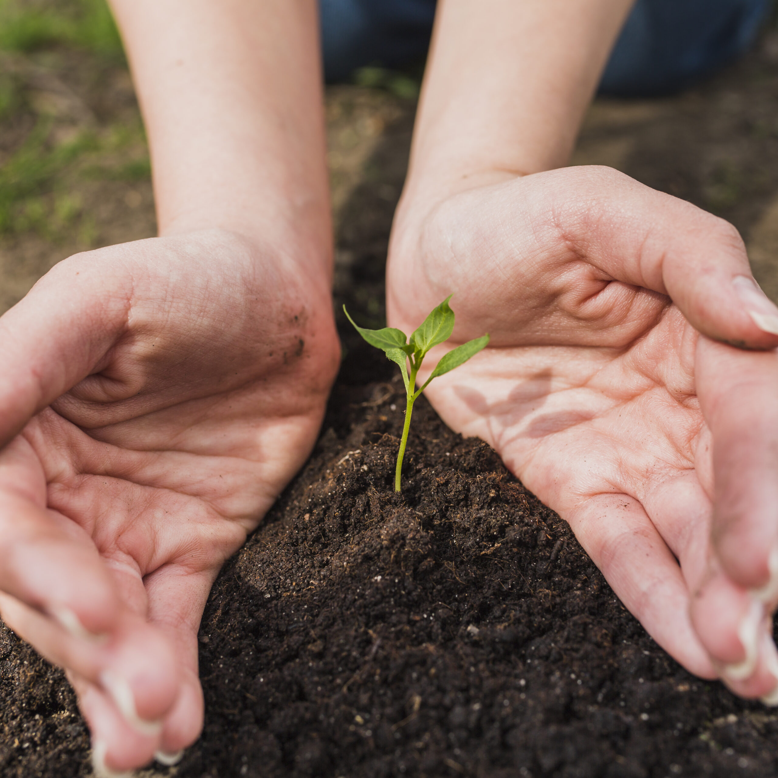 Hands protecting a small plant growing in soil