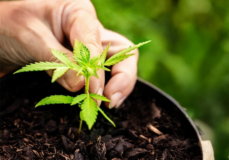 Hand tending a young plant in soil